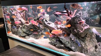 Realizace akvárií na míru – Přírodní, rostlinná i Malawi - 11