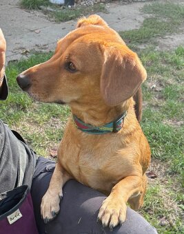 KUKY K ADOPCI - VESELÝ, HRAVÝ, ČEKÁ NA MILUJÍCÍ RODINU - 11