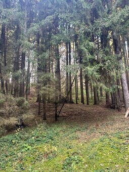 Lesní pozemek s dřevěnou chatou - 11