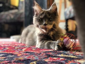 Mainská mývalí s PP - 11