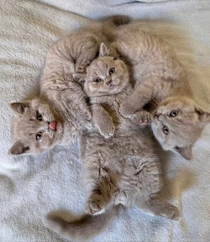 Britský lila kocour ke krytí - 11