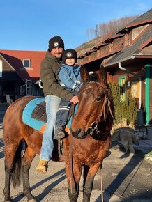 Připouštění AQH Hollywood Buckskin - 11