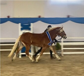 Prodám klisnu Hafling - 11