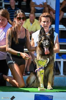 Německý ovčák s PP - 11