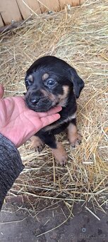 Štěňata labrador - 11