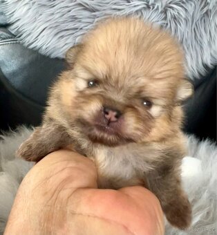 Štěňátka Pomeranian s PP (FCI) - 11