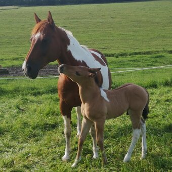 Americký paint horse valášek na prodej - 11