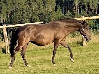 Lusitano hřebec PSL 1 a půl roku - 11