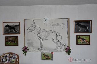 Německý ovčák štěňata - Rokycany - 11