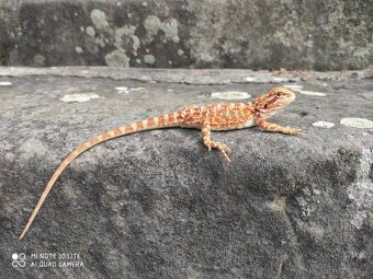 agama vousatá, terárium - 11