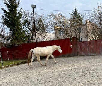 Lusitano valach - 11