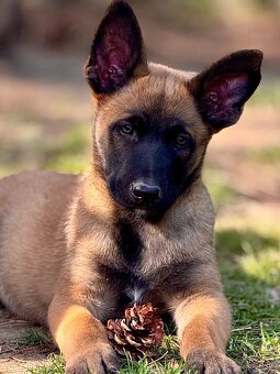 BELGICKÝ OVČÁK MALINOIS - ŠTĚŇATA S PP - 11