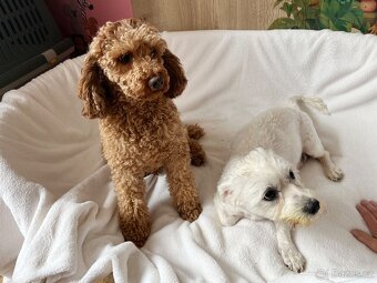 Maltipoo šteniatko, maltezák, pudel - 11