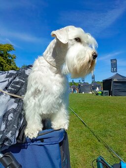 knírač malý bílý - krycí pes - 11