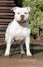 Krytí American Bully standard - 11