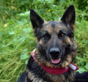 GRACIA K ADOPCI - 3,5 ROKU,KONTAKTNÍ,PŘÁTELSKÁ,HRAVÁ - 11