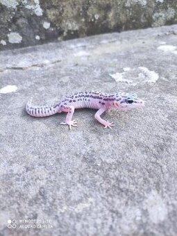 gekončík noční, terárium - 11