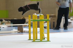 Předvedení králičího hopu - 11