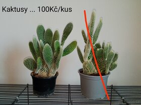 Pokojové rostliny a kaktusy - 11
