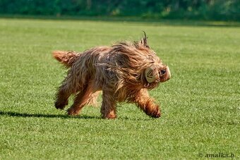Briard štěňátka s PP - 11