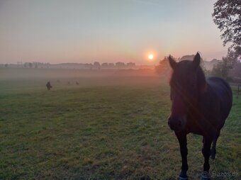 Ustájení koní - 11