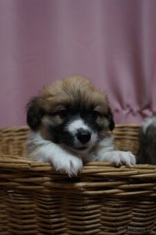 Welsh Corgi Pembroke - 11