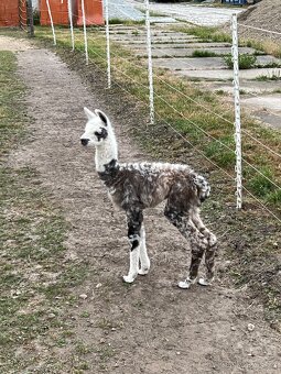 Lama krotká chovný samec a roční samec - 11