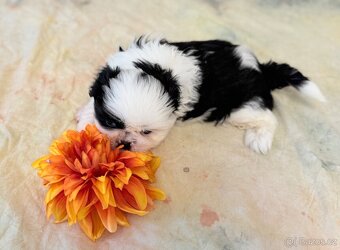 Shih-Tzu štěňatka - rozkošní společníci - 11