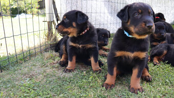 Beauceron - francouzský ovčák -  štěňátka s PP - 11