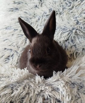 Zakrslý králík - 11