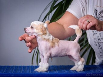 Čínský chocholatý pes - Štěňata s PP - 11
