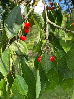 Pozemek se stavbami na okraji vesnice - 11