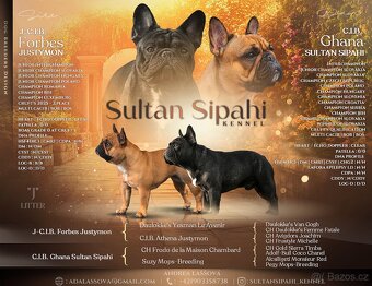 Francouzský buldoček s PP ,FCI - 11