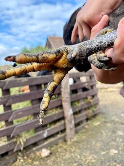 Žerzejský obr (Jersey Giant) - 11