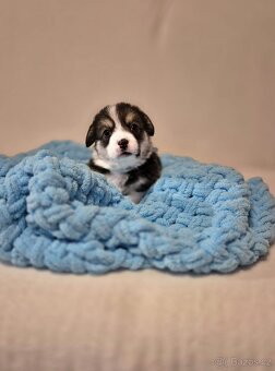 Welsh corgi pembroke - 11