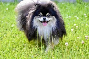 Pomeranian - 11