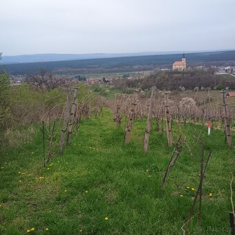 vinohrad - sad - 11