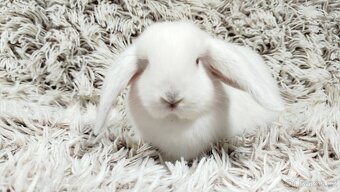 Zakrslý beránek, králíček, králík - MOLLY - 11