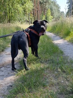 ARGO K ADOPCI - hledá spřízněnou duši - 11