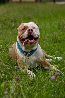 American bully - krytí - 11