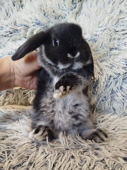 Minilop - anglický zakrslý beránek s VP - 11