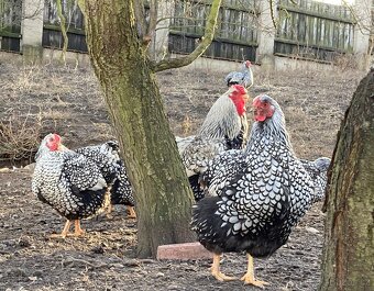 Násadová vejce Wyandotka velká stříbrná - 11