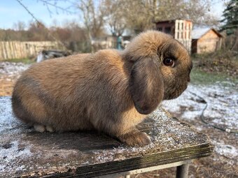 Zakrslý beránek - 11