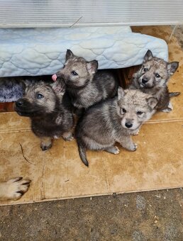 Štěňata československého vlčáka a sibiřského huskyho - 11