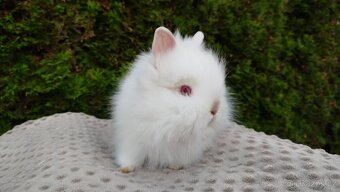 Zakrslý králík, králíček -(TEDDY)-ONŘEJ A OTA - 11