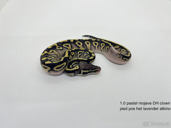 Krajta královská (Python regius) - 11