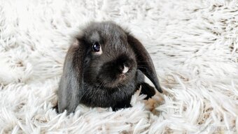 Zakrslý beránek, králík, králíček - PEGGY - 11