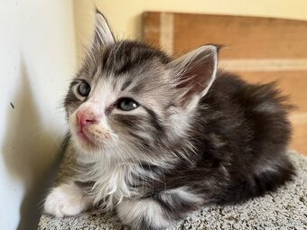 Maine coon mačiatka - 11