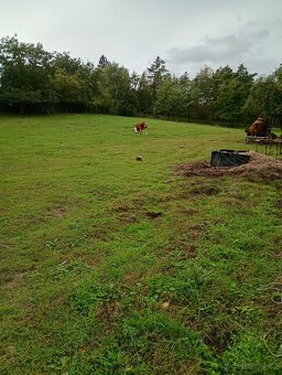 Zahrada v intravilánu obce, výměra: 7.428 m2. - 11