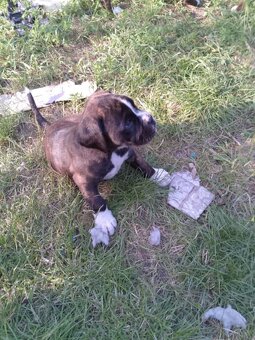 ŽÍHANÁ ŠTĚŇÁTKA NEMECKÝ BOXER bez PP - 11